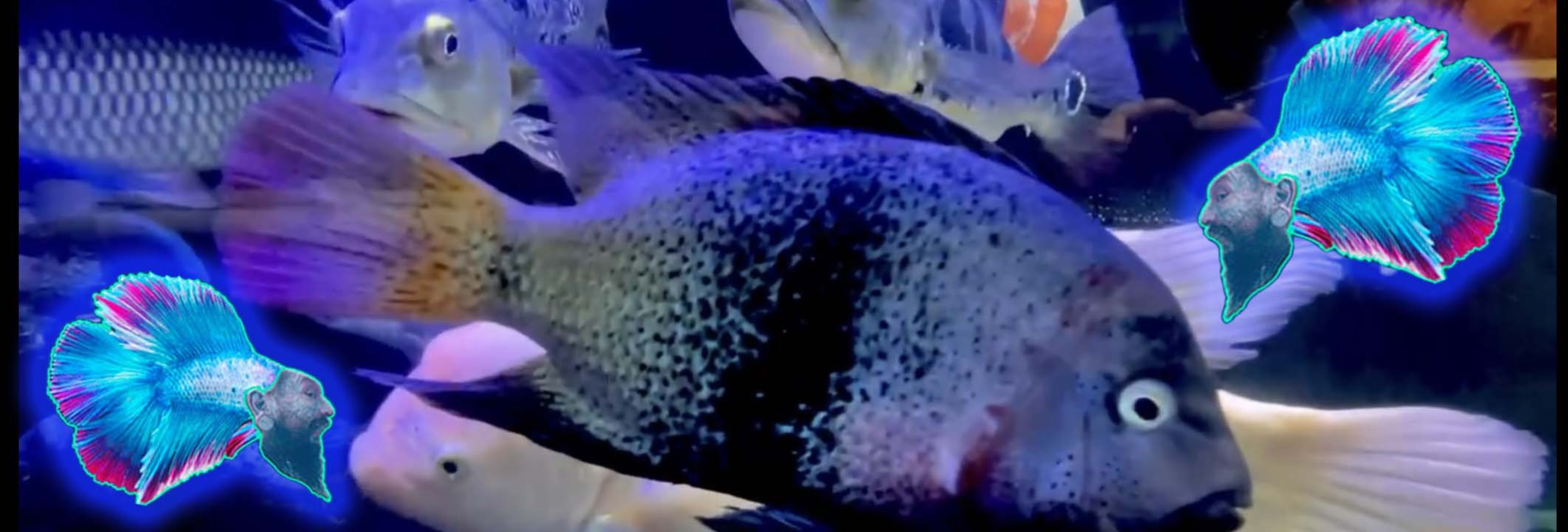 Aquarium supplies deals afterpay